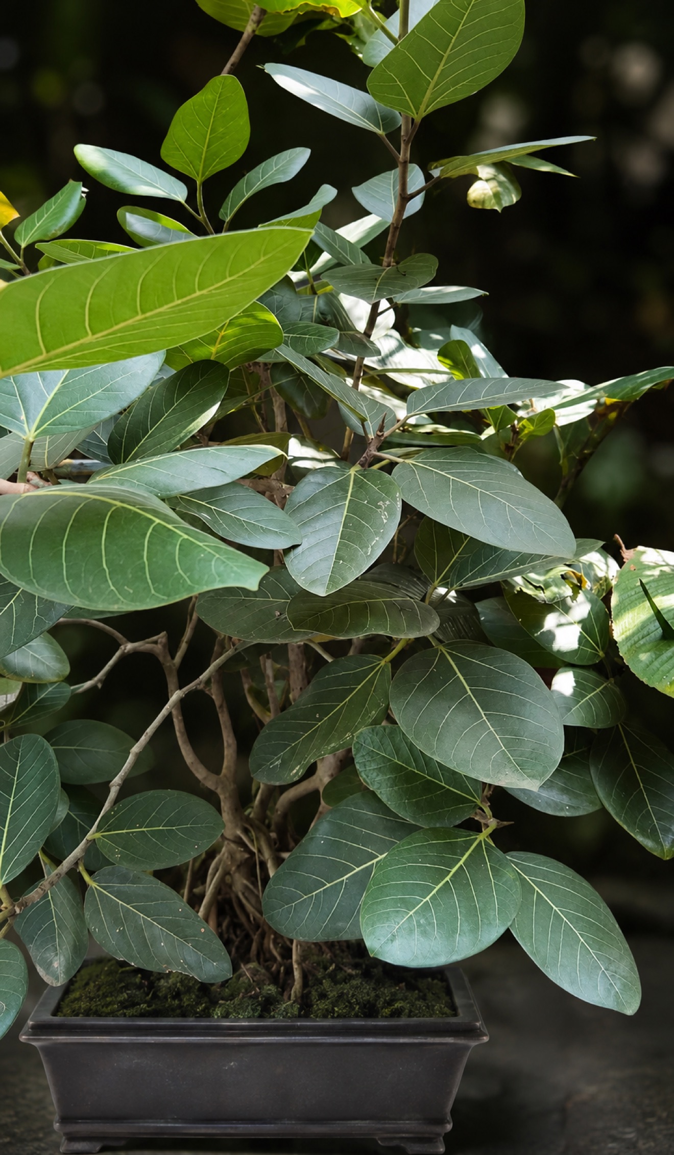 A fourteen-year-old Bargad in its training pot, broad green leaves reaching for the light