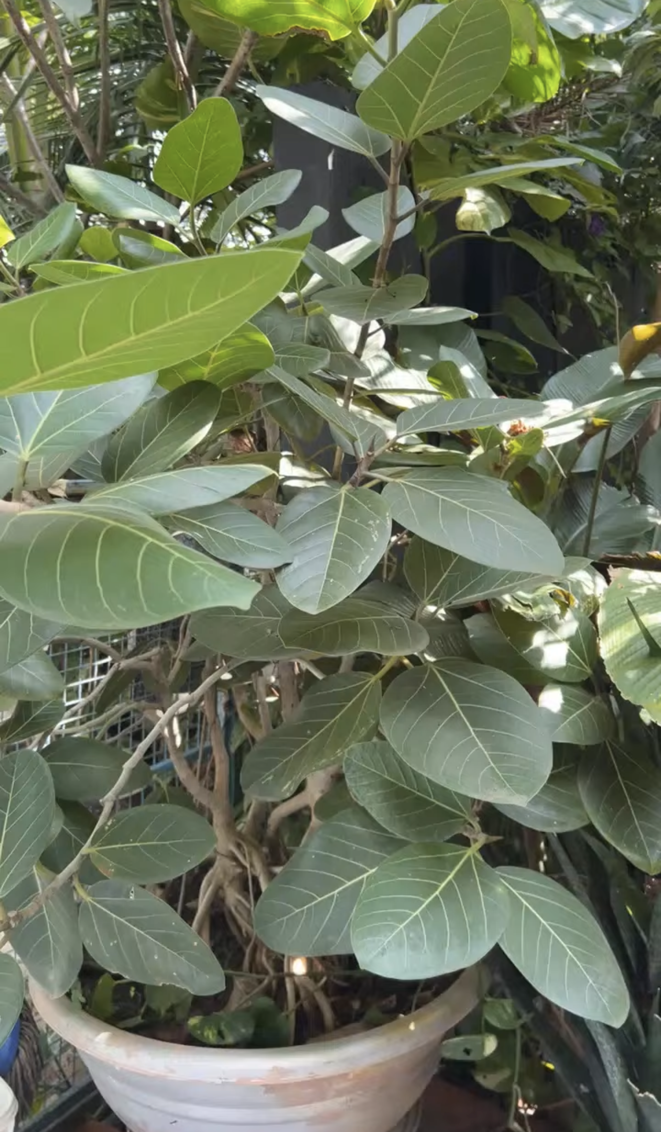 A young potted banyan in training, broad green leaves reaching for the light