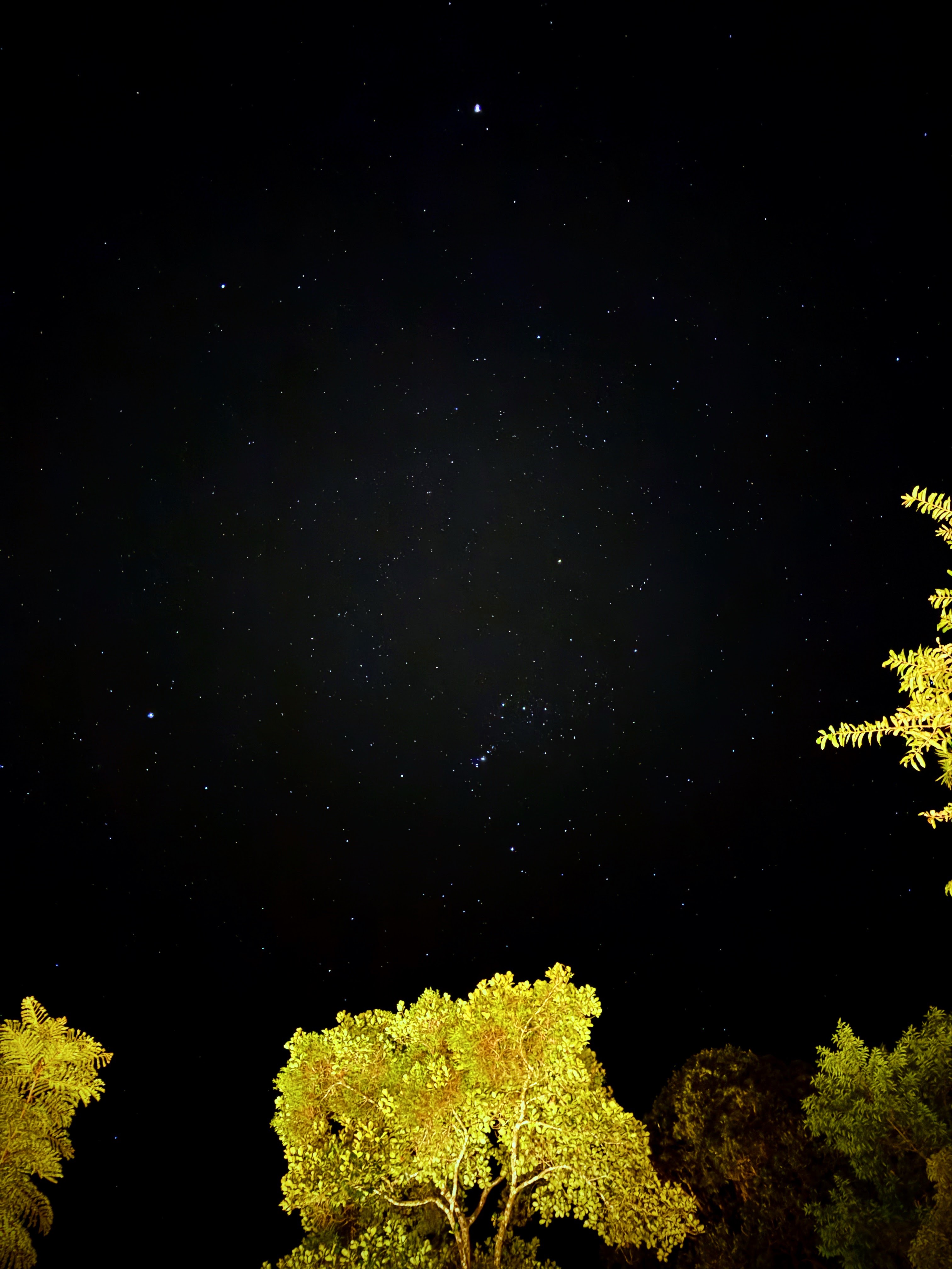 A night sky full of stars over trees lit gold from below